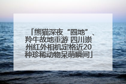 熊猫深夜“圈地”、羚牛故地重游 四川崇州红外相机定格近20种珍稀动物呆萌瞬间