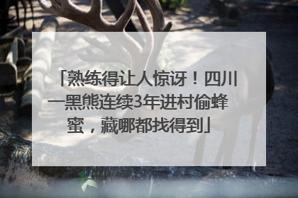 熟练得让人惊讶！四川一黑熊连续3年进村偷蜂蜜，藏哪都找得到
