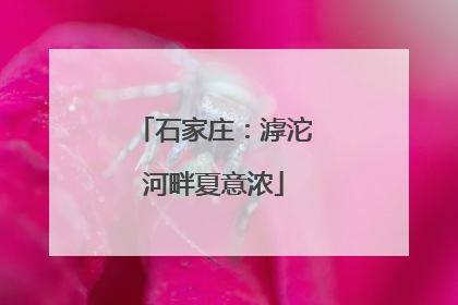 石家庄：滹沱河畔夏意浓