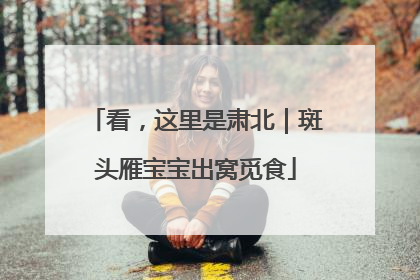 看，这里是肃北｜斑头雁宝宝出窝觅食