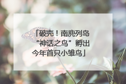 破壳！南麂列岛“神话之鸟”孵出今年首只小雏鸟