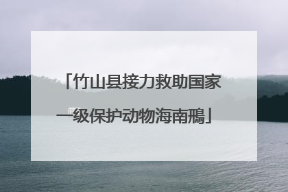 竹山县接力救助国家一级保护动物海南鳽
