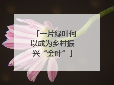 一片绿叶何以成为乡村振兴“金叶”