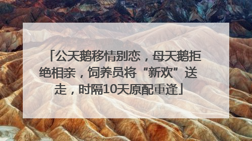 公天鹅移情别恋，母天鹅拒绝相亲，饲养员将“新欢”送走，时隔10天原配重逢