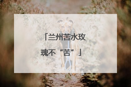 兰州苦水玫瑰不“苦”
