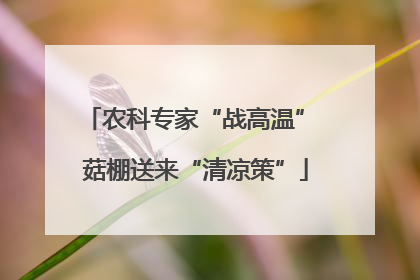 农科专家“战高温” 菇棚送来“清凉策”