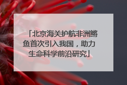 北京海关护航非洲鳉鱼首次引入我国，助力生命科学前沿研究