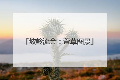 坡岭流金：萱草图景
