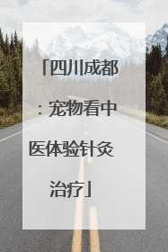 四川成都：宠物看中医体验针灸治疗