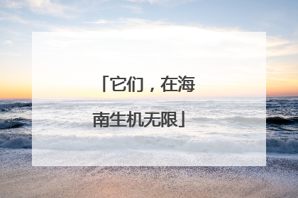 它们，在海南生机无限