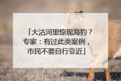 大沽河里惊现海豹？专家：有过此类案例，市民不要自行靠近