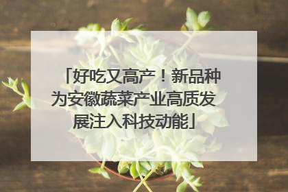 好吃又高产！新品种为安徽蔬菜产业高质发展注入科技动能