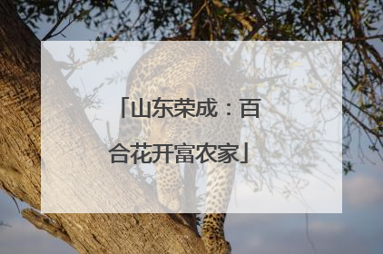 山东荣成：百合花开富农家
