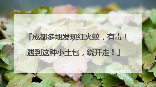 成都多地发现红火蚁，有毒！遇到这种小土包，绕开走！