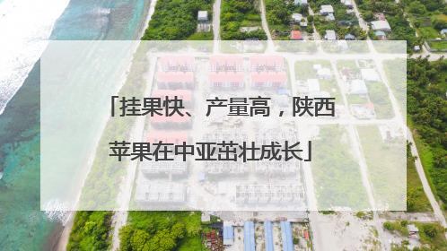 挂果快、产量高，陕西苹果在中亚茁壮成长