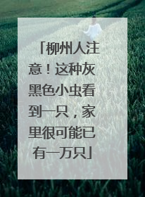 柳州人注意！这种灰黑色小虫看到一只，家里很可能已有一万只