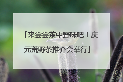 来尝尝茶中野味吧！庆元荒野茶推介会举行