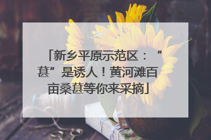 新乡平原示范区：“葚”是诱人！黄河滩百亩桑葚等你来采摘