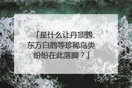 是什么让丹顶鹤、东方白鹳等珍稀鸟类纷纷在此落脚？