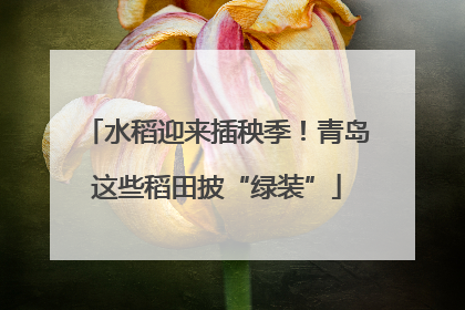 水稻迎来插秧季！青岛这些稻田披“绿装”