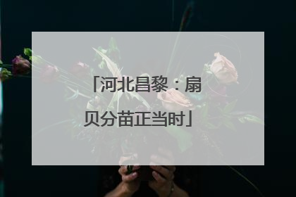 河北昌黎：扇贝分苗正当时