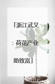 浙江武义：荷花产业助致富