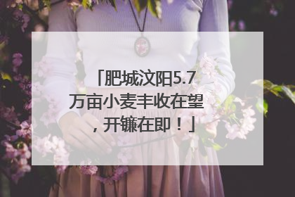 肥城汶阳5.7万亩小麦丰收在望，开镰在即！