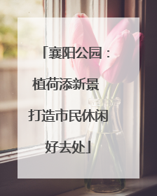 襄阳公园：植荷添新景 打造市民休闲好去处