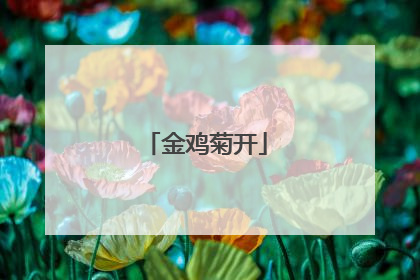 金鸡菊开