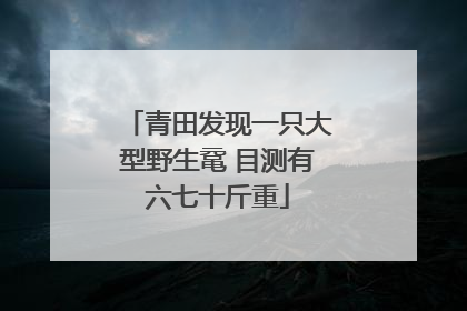 青田发现一只大型野生鼋 目测有六七十斤重