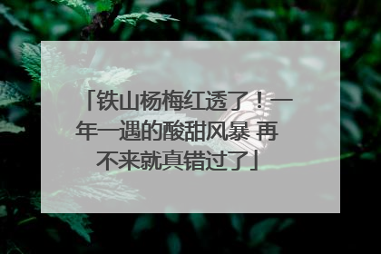 铁山杨梅红透了！一年一遇的酸甜风暴 再不来就真错过了